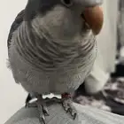 ببغاء كويكر