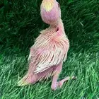 فرخ كروان كوكتيل