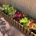 تصميم وتنسيق حدائق