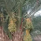 نخل مثمر للبيع