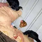 دجاج باكستاني للبيع