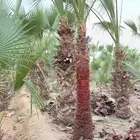 نخل واشنطونيا الزينه بجميع المقاسات