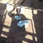 أرانب للبيع العدد 12 حبه