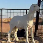 خروف حري مشروع فحل