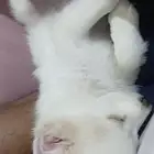 جرو انثى مالتيز ثلاثة شهور