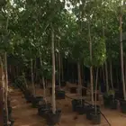 تنسق حدق مهندس جابر تركيب شبكات راي وتركيب تيل وتركيب نخيل