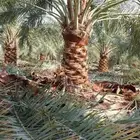 يوجد لدينا جميع انواع النخيل المثمر للبيع