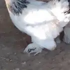 ديك براهما كلومبي للبيع