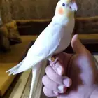 كروان اليف بداية كلام