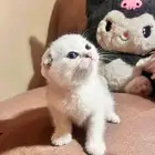 قط سكواتش مطعم ومعاه اغراض