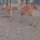 بقر حمر مقاني للبيع