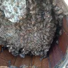 نحل بلدي للبيع