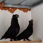 حمام تركي