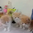 قطط صغيره شيرازيه تركيه للبيع