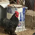 دجاج كوشن فواخر