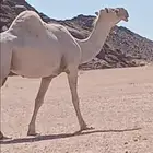 للبيع