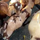 تيوس ربد محايله الي يبغاه ذبح ولا مشاريع فحوله
