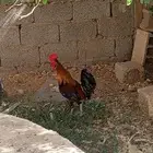 ديك بلدي اصيل