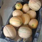 شمام