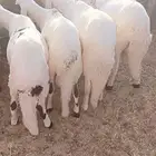 طليان سواكن طيبه مرابي ثلاثه شهور العدد 9