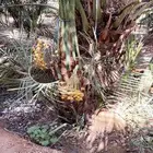 نخيل مثمره صقعي مجدول برحي هلالي شيشي عجوه روثانه برني سلاطي