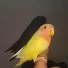 روز لاتينوردفيس