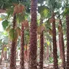 نخل واشنطن واشجار