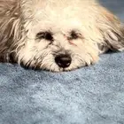 كلب مالتيبو