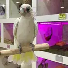كوكاتو الليف العمر سنه و5شهور