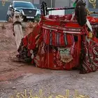 Rent horses and camels outside and inside Riyadh