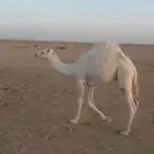 حاشي عمرة 8 شهر برسيم وحليب