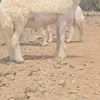 فحل مطور جذع