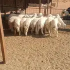 بهم حري