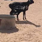 بربريه مهجنه على حري