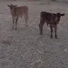 عرض بيع 10 عجول بلدي