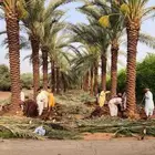 نخيل للبيع بجميع انواع وجميع المقاسات