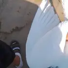 سلام عليكم ورحمه الله وبركاته يجد حمام الباكستاني انثه وذكر
