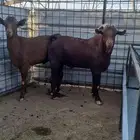 فحلين جنوبيه اسنانها واضحه في الصور