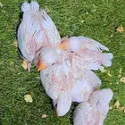 فروخ روز البينو غر