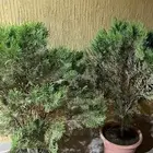 شجرتين من نبات السرو او ما يسمى العرعور الزيني