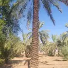 بيع نخل طول 4 متر 5متر  رب جاھز