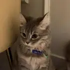 قطه شيرازي معها جميع ملحقاتها