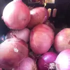 رشاش بصل للبيع 40 هكتارطيب