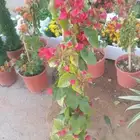 بيع اسجار وزهور ونخيل بلدي ونخيل وشتنيون