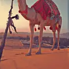 اجار جمال رحايل وخيل عربية اصيلة