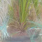 السلام عليكم زباين الكرام يوجد لدينا نخل طيب وسعر مناسب