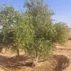 زيتون يوجد لديناء اشجار زيتون مثمر