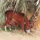خيل