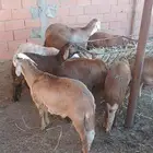 سواكني خرفان