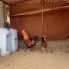 دجاج طقم عربي نادر